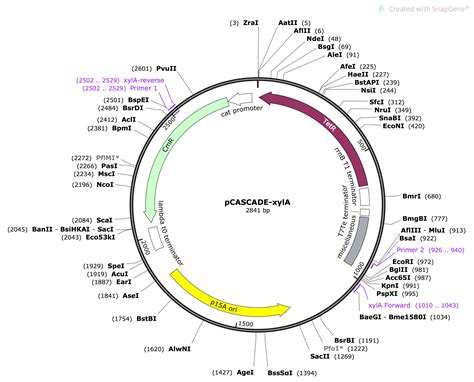 xyla pirouetter|Addgene: PxylA.